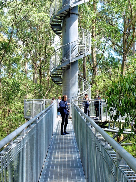 https://lemis.nyc3.digitaloceanspaces.com/grog/Photos/20080301/small/treetop-walk-12.jpeg