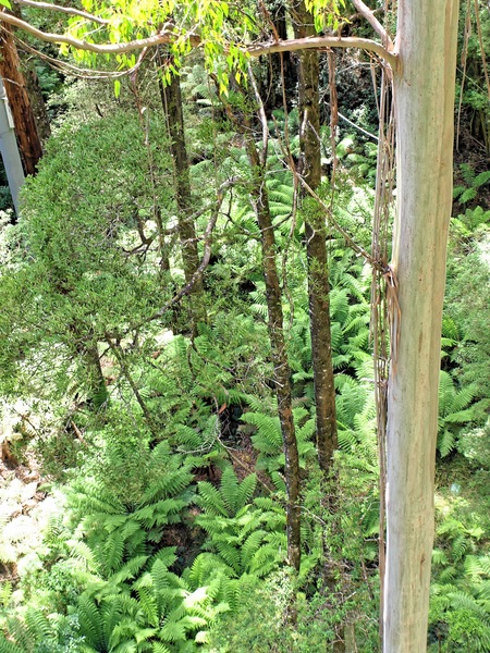 https://lemis.nyc3.digitaloceanspaces.com/grog/Photos/20080301/small/treetop-walk-13.jpeg
