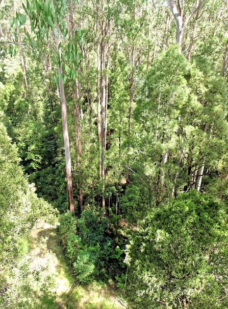 https://lemis.nyc3.digitaloceanspaces.com/grog/Photos/20080301/small/treetop-walk-14.jpeg