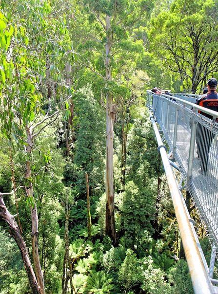 https://lemis.nyc3.digitaloceanspaces.com/grog/Photos/20080301/small/treetop-walk-16.jpeg