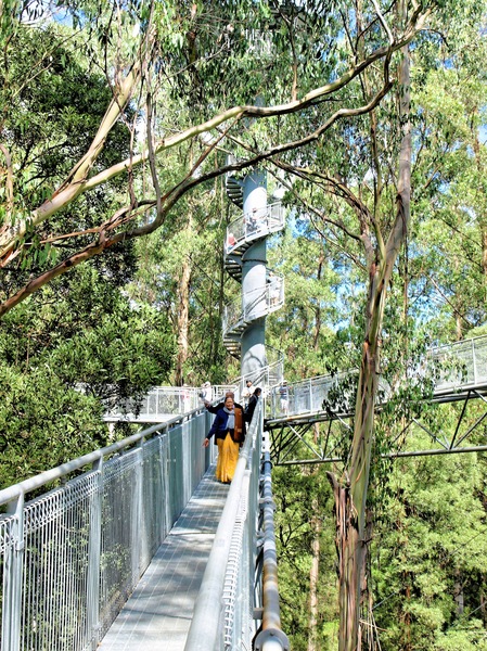 https://lemis.nyc3.digitaloceanspaces.com/grog/Photos/20080301/small/treetop-walk-17.jpeg