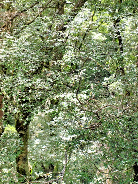 https://lemis.nyc3.digitaloceanspaces.com/grog/Photos/20080301/small/treetop-walk-19.jpeg