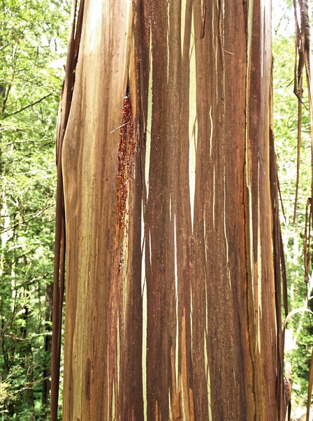 https://lemis.nyc3.digitaloceanspaces.com/grog/Photos/20080301/small/treetop-walk-20.jpeg