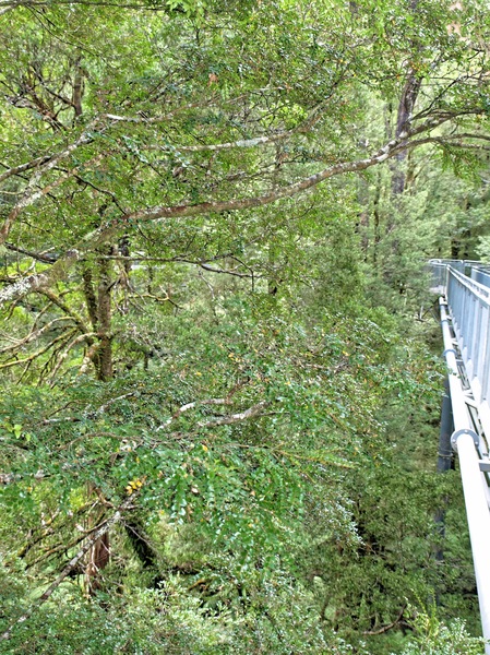 https://lemis.nyc3.digitaloceanspaces.com/grog/Photos/20080301/small/treetop-walk-22.jpeg