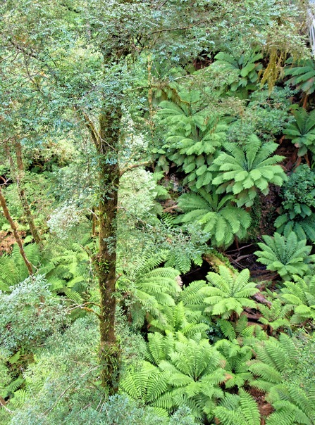 https://lemis.nyc3.digitaloceanspaces.com/grog/Photos/20080301/small/treetop-walk-25.jpeg
