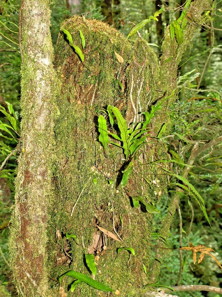 https://lemis.nyc3.digitaloceanspaces.com/grog/Photos/20080301/small/treetop-walk-26.jpeg