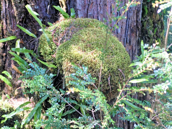 https://lemis.nyc3.digitaloceanspaces.com/grog/Photos/20080301/small/treetop-walk-27.jpeg