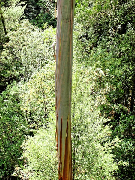 https://lemis.nyc3.digitaloceanspaces.com/grog/Photos/20080301/small/treetop-walk-3.jpeg