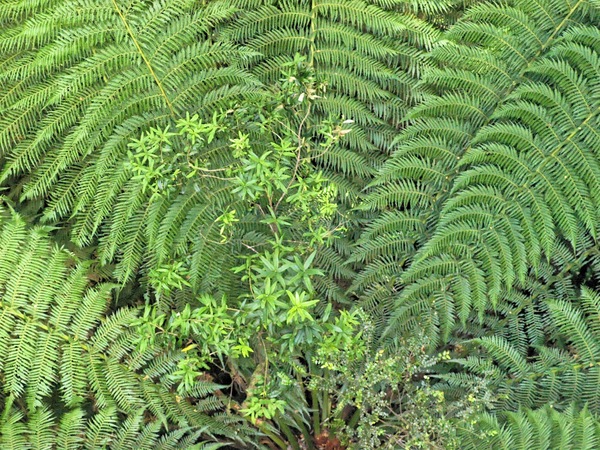 https://lemis.nyc3.digitaloceanspaces.com/grog/Photos/20080301/small/treetop-walk-30.jpeg