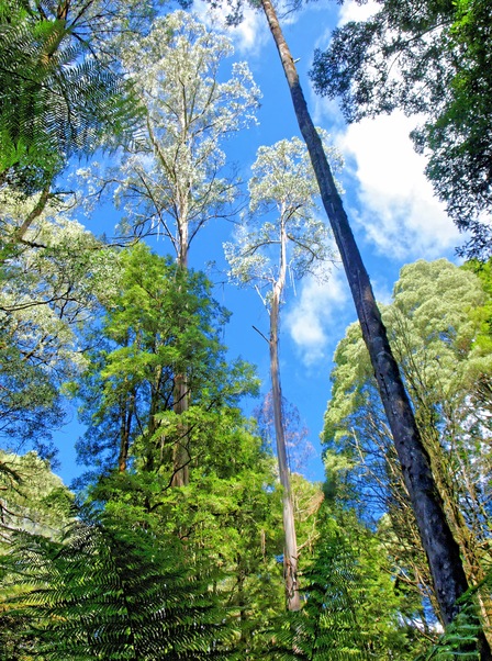 https://lemis.nyc3.digitaloceanspaces.com/grog/Photos/20080301/small/treetop-walk-31.jpeg