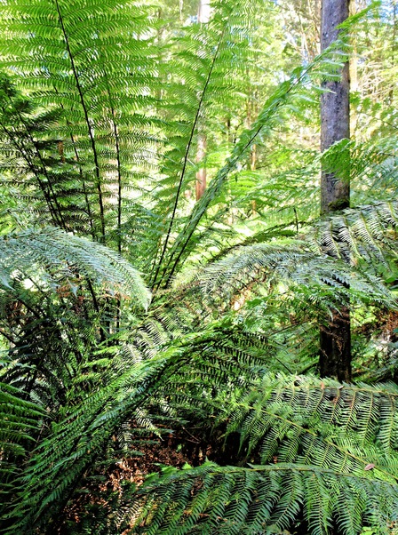 https://lemis.nyc3.digitaloceanspaces.com/grog/Photos/20080301/small/treetop-walk-32.jpeg