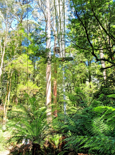 https://lemis.nyc3.digitaloceanspaces.com/grog/Photos/20080301/small/treetop-walk-34.jpeg