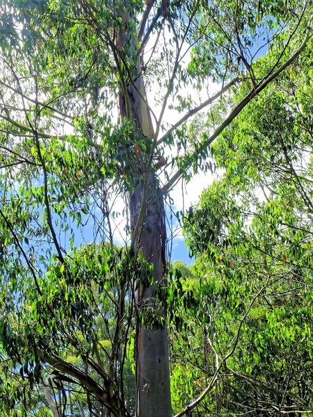https://lemis.nyc3.digitaloceanspaces.com/grog/Photos/20080301/small/treetop-walk-6.jpeg