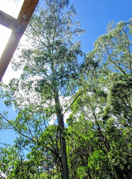 https://lemis.nyc3.digitaloceanspaces.com/grog/Photos/20080301/small/treetop-walk-9.jpeg