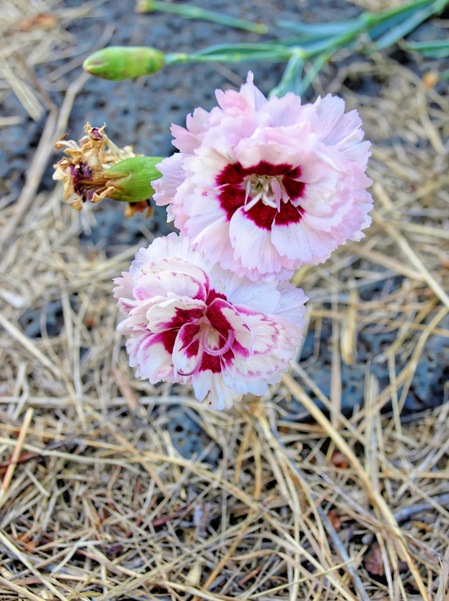 https://lemis.nyc3.digitaloceanspaces.com/grog/Photos/20080312/small/carnations-2.jpeg