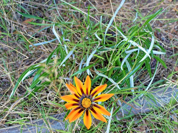 https://lemis.nyc3.digitaloceanspaces.com/grog/Photos/20080312/small/orange-flowers-1.jpeg