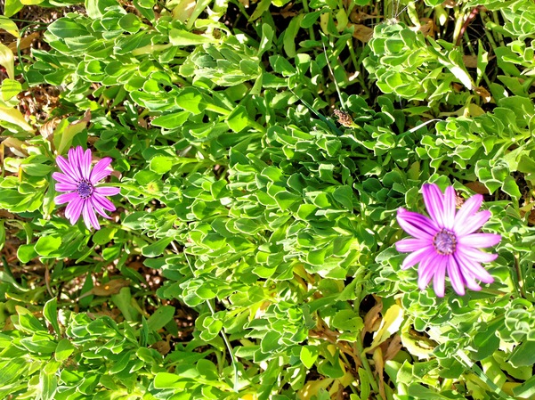 https://lemis.nyc3.digitaloceanspaces.com/grog/Photos/20080312/small/purple-flowers-1.jpeg