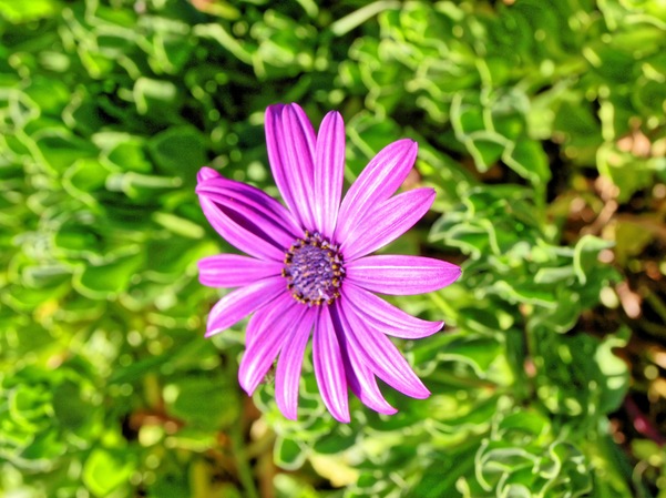 https://lemis.nyc3.digitaloceanspaces.com/grog/Photos/20080312/small/purple-flowers-2.jpeg