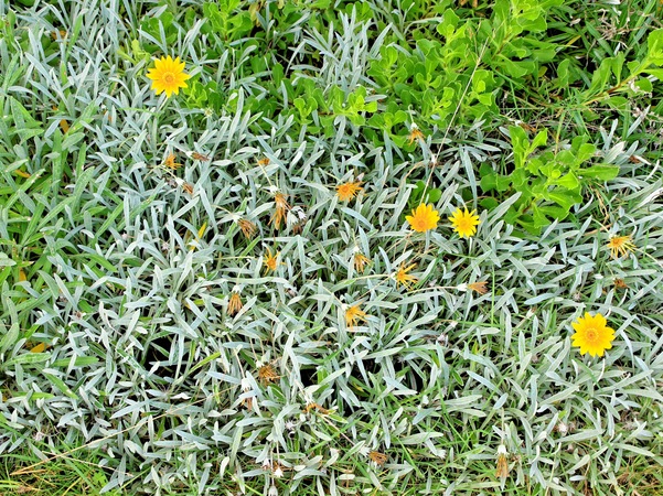 https://lemis.nyc3.digitaloceanspaces.com/grog/Photos/20080312/small/yellow-flowers-1.jpeg