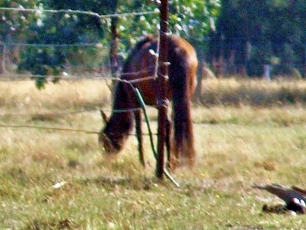 https://lemis.nyc3.digitaloceanspaces.com/grog/Photos/20080316/small/horses-1300mm.jpeg