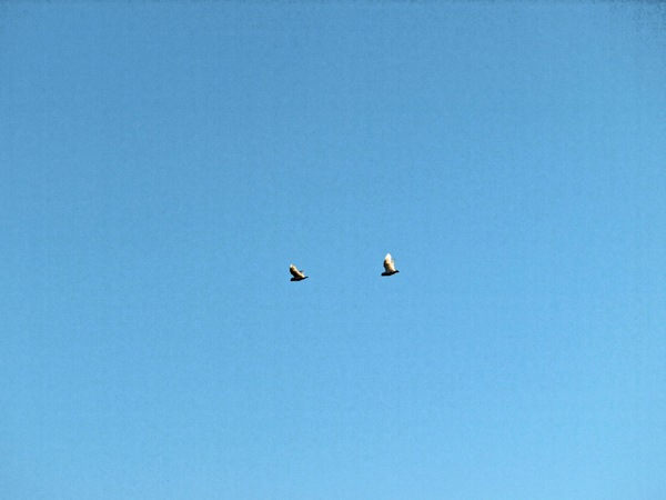 https://lemis.nyc3.digitaloceanspaces.com/grog/Photos/20080318/small/bird-2.jpeg