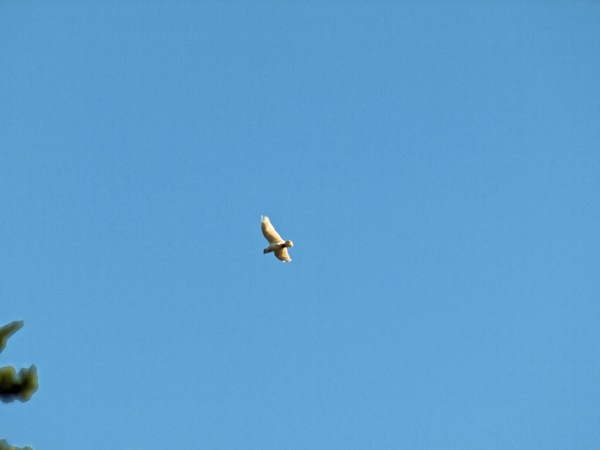 https://lemis.nyc3.digitaloceanspaces.com/grog/Photos/20080318/small/bird-3.jpeg