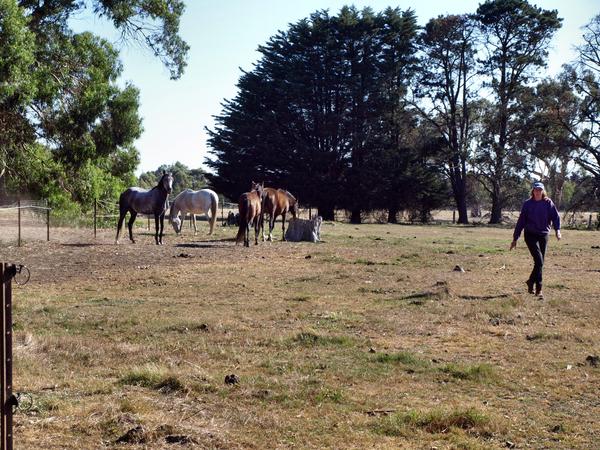 https://lemis.nyc3.digitaloceanspaces.com/grog/Photos/20080322/small/horses-0.jpeg