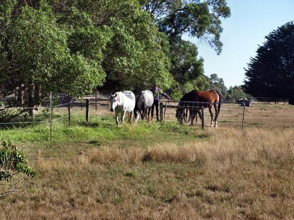 https://lemis.nyc3.digitaloceanspaces.com/grog/Photos/20080322/small/horses-3.jpeg