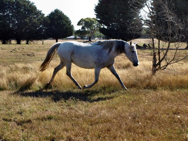 https://lemis.nyc3.digitaloceanspaces.com/grog/Photos/20080322/small/horses-5.jpeg