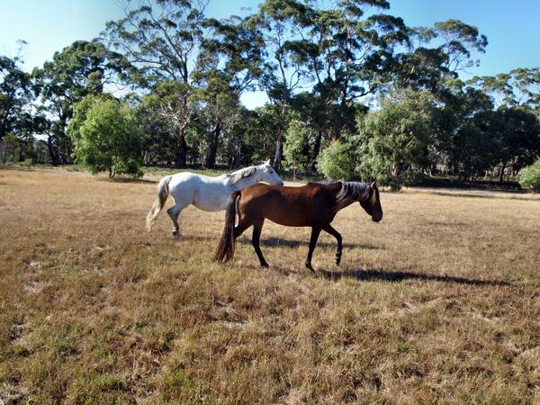 https://lemis.nyc3.digitaloceanspaces.com/grog/Photos/20080322/small/horses-6.jpeg