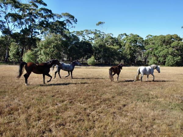 https://lemis.nyc3.digitaloceanspaces.com/grog/Photos/20080322/small/horses-7.jpeg