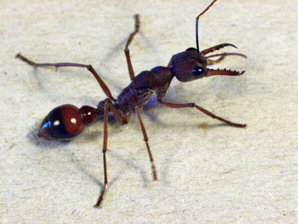 https://lemis.nyc3.digitaloceanspaces.com/grog/Photos/20080410/small/ant-1.jpeg