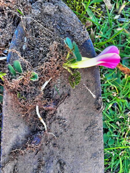 https://lemis.nyc3.digitaloceanspaces.com/grog/Photos/20080527/small/mystery-flower-1.jpeg