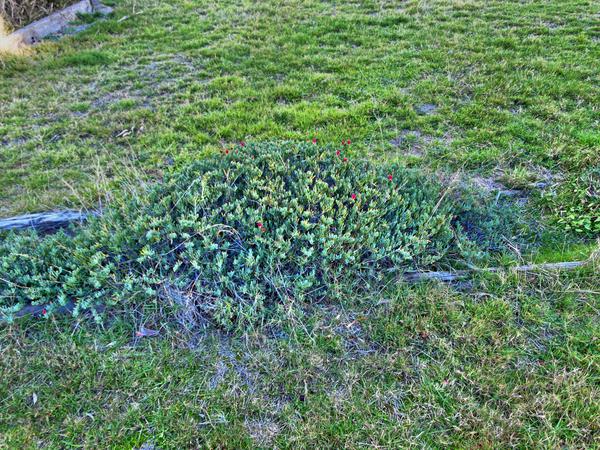 https://lemis.nyc3.digitaloceanspaces.com/grog/Photos/20080527/small/succulent-2.jpeg