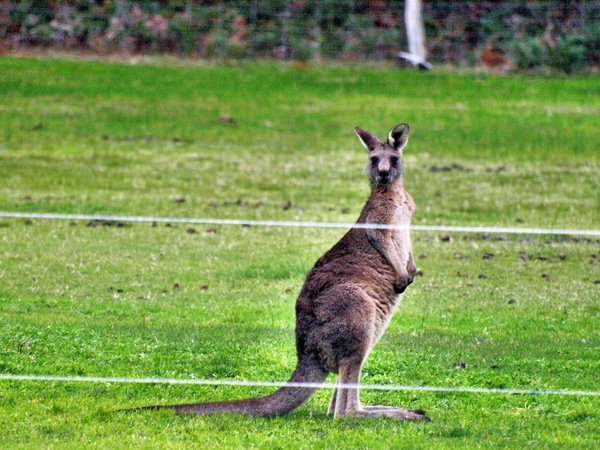 https://lemis.nyc3.digitaloceanspaces.com/grog/Photos/20080623/small/kangaroo-1.jpeg