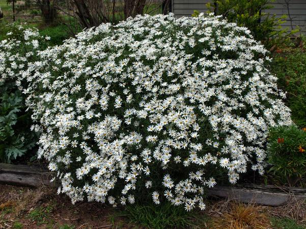 https://lemis.nyc3.digitaloceanspaces.com/grog/Photos/20080624/small/olearia-1.jpeg