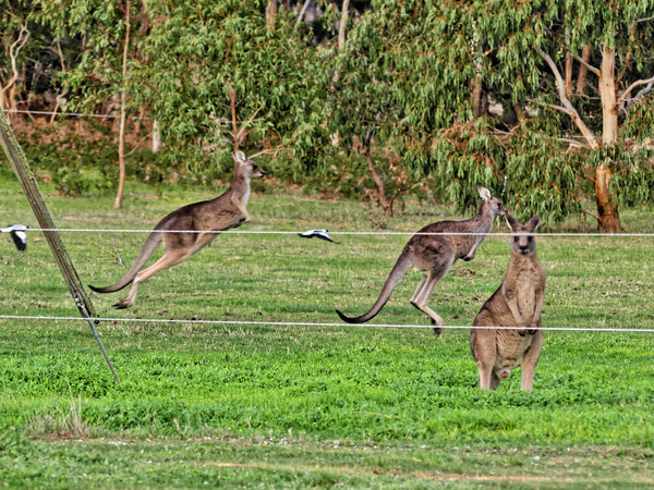 https://lemis.nyc3.digitaloceanspaces.com/grog/Photos/20080627/small/kangaroos-1.jpeg