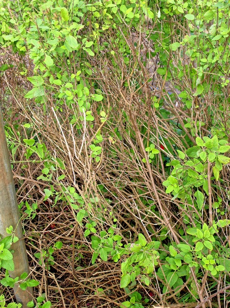 https://lemis.nyc3.digitaloceanspaces.com/grog/Photos/20080701/small/salvia-2.jpeg