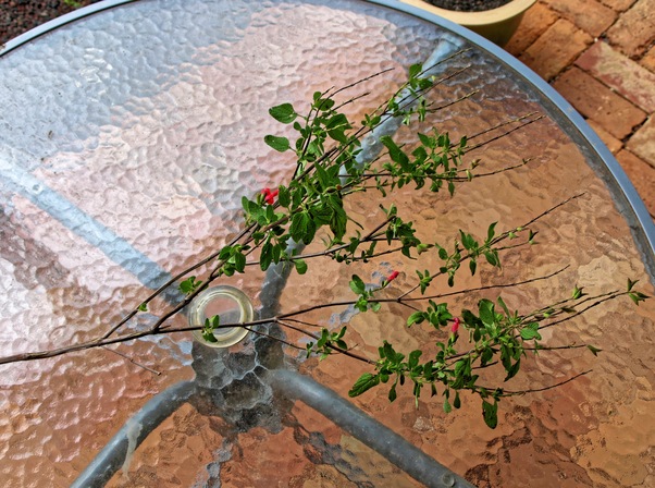 https://lemis.nyc3.digitaloceanspaces.com/grog/Photos/20080701/small/salvia-3.jpeg