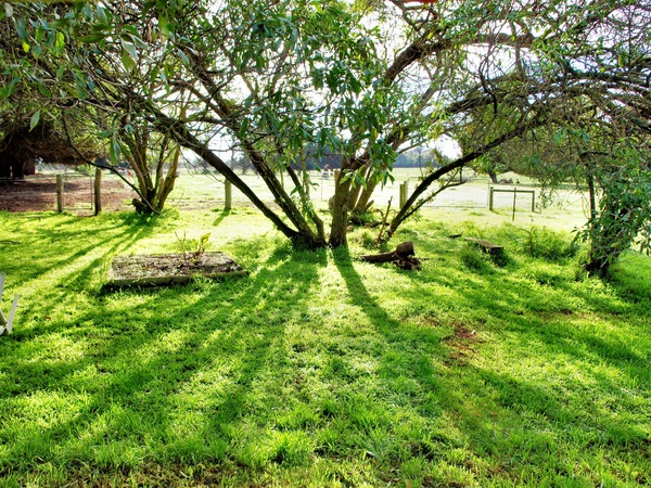 https://lemis.nyc3.digitaloceanspaces.com/grog/Photos/20080705/small/shade-n.jpeg