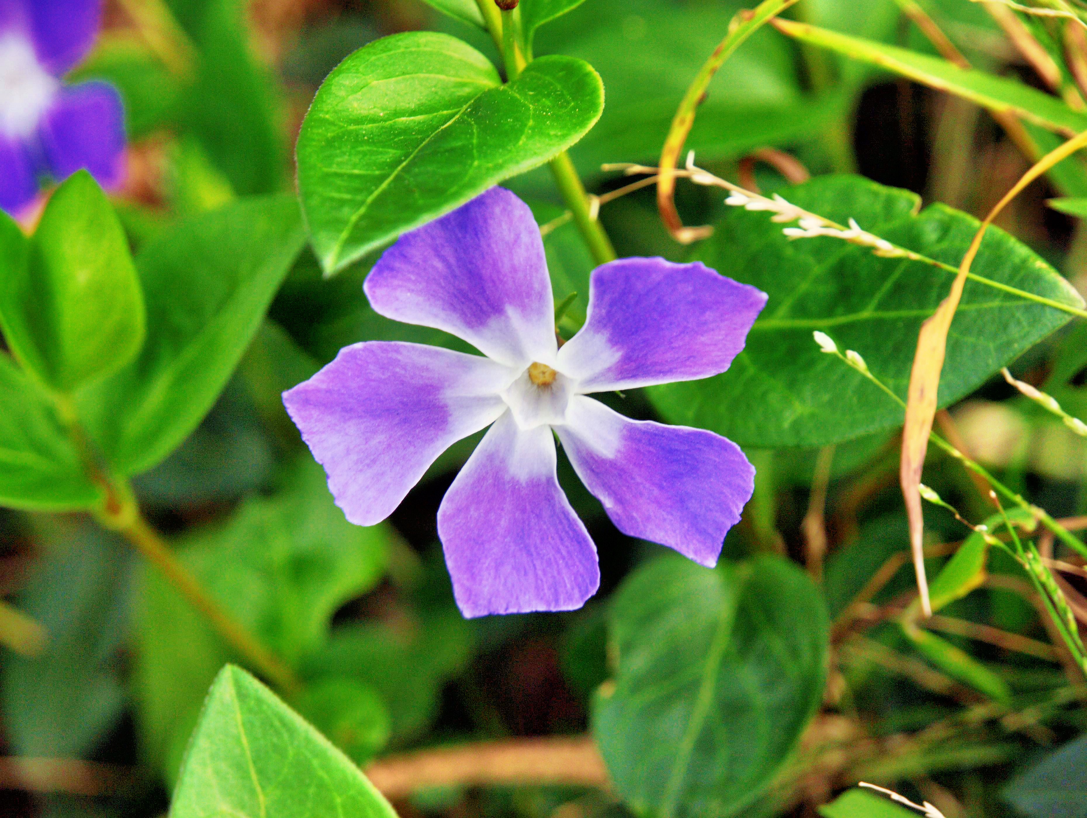 https://lemis.nyc3.digitaloceanspaces.com/grog/Photos/20080909/big/mystery-flower-2.jpeg