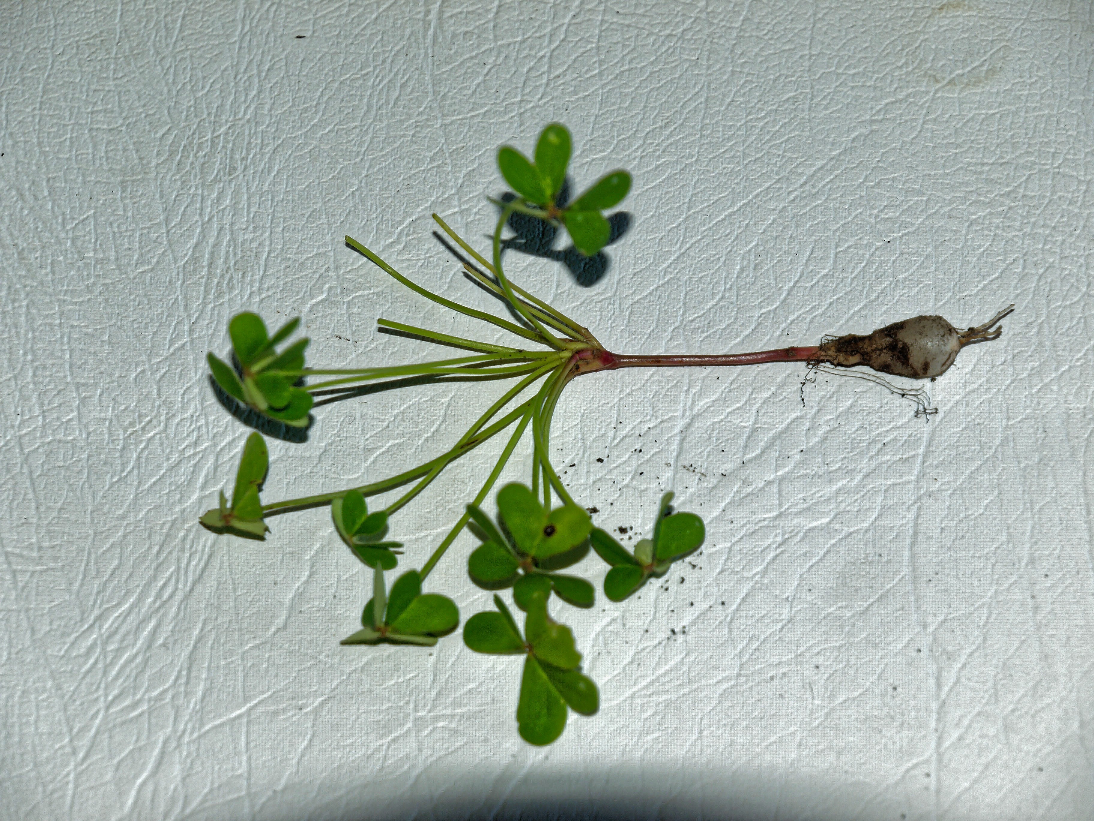 https://lemis.nyc3.digitaloceanspaces.com/grog/Photos/20080926/big/oxalis-1.jpeg