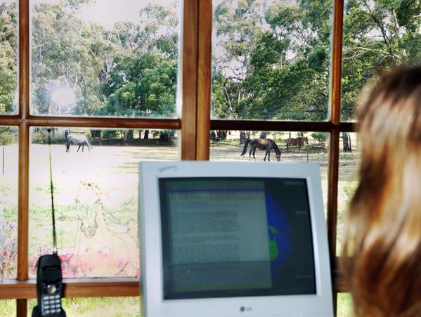 https://lemis.nyc3.digitaloceanspaces.com/grog/Photos/20081030/small/horses-in-paddock-2.jpeg