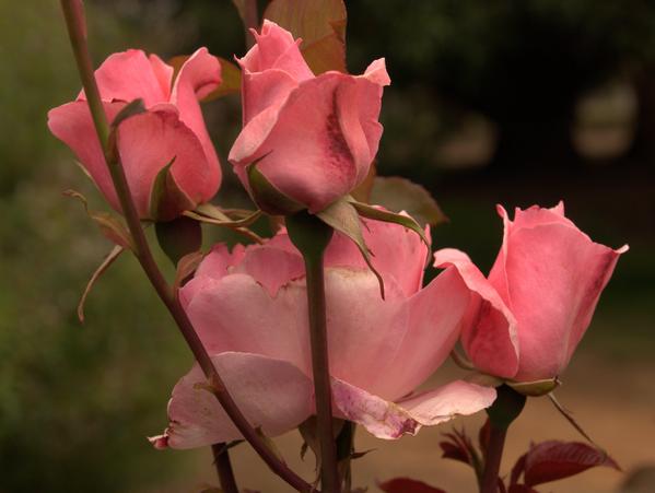 https://lemis.nyc3.digitaloceanspaces.com/grog/Photos/20090108/small/rose-2-dcraw.jpeg