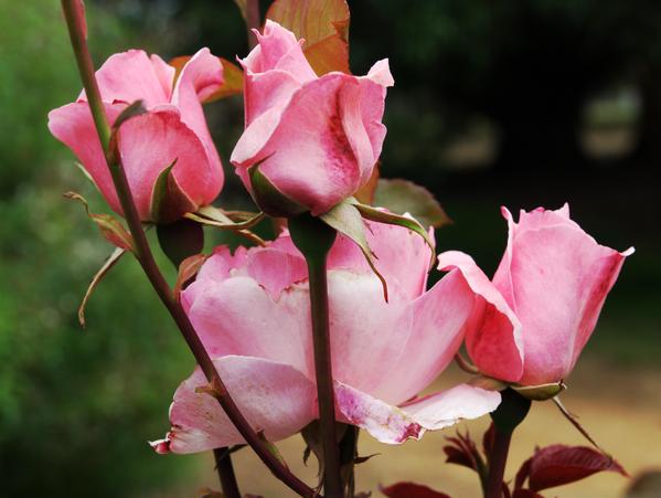 https://lemis.nyc3.digitaloceanspaces.com/grog/Photos/20090108/small/rose-2-ufraw-0.13.jpeg