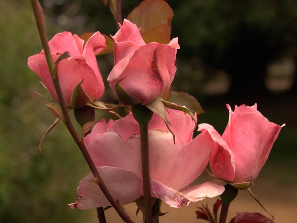 https://lemis.nyc3.digitaloceanspaces.com/grog/Photos/20090108/small/rose-4-dcraw.jpeg