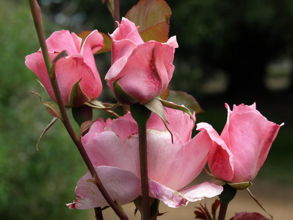 https://lemis.nyc3.digitaloceanspaces.com/grog/Photos/20090108/small/rose-4-olympus.thumbnail.jpeg