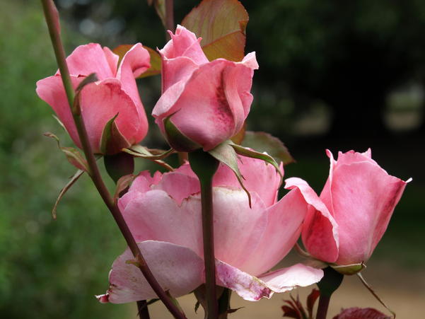 https://lemis.nyc3.digitaloceanspaces.com/grog/Photos/20090108/small/rose-4-orig.jpeg