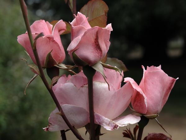 https://lemis.nyc3.digitaloceanspaces.com/grog/Photos/20090108/small/rose-4-ufraw-0.15.jpeg