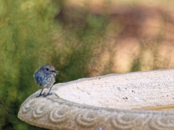 https://lemis.nyc3.digitaloceanspaces.com/grog/Photos/20090227/small/bird-3.jpeg